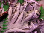 DORADA 400/600 GRS.