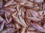 MOLLERA DE SANTA POLA