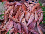 SALMONETE PLAYA
