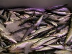 SARDINA
