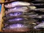 SARDINA SALADA